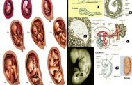 Penjelasan Al-Qur'an tentang Ilmu Embriologi