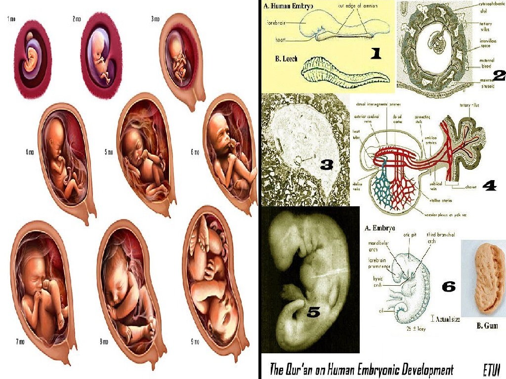 Penjelasan Al-Qur'an tentang Ilmu Embriologi