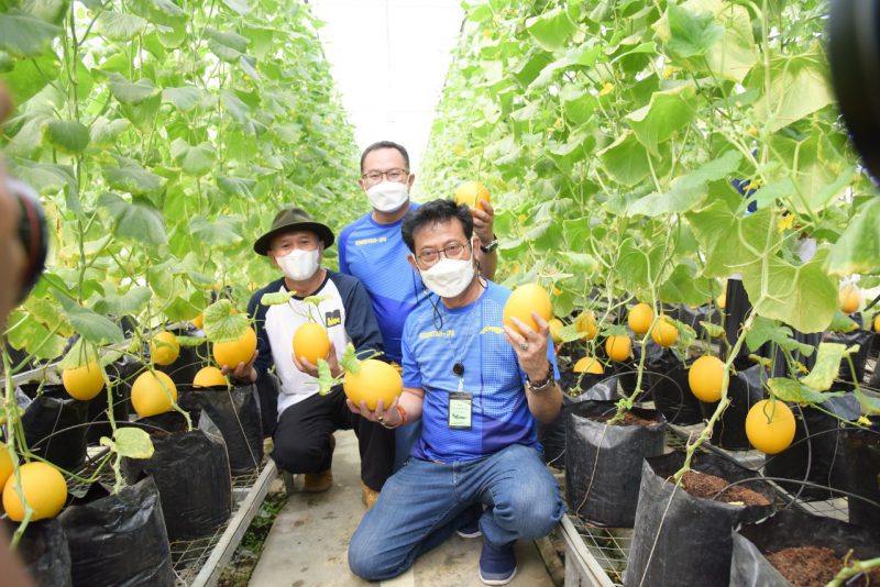 Dua Menteri Panen Melon Golden Alisha di IPB University