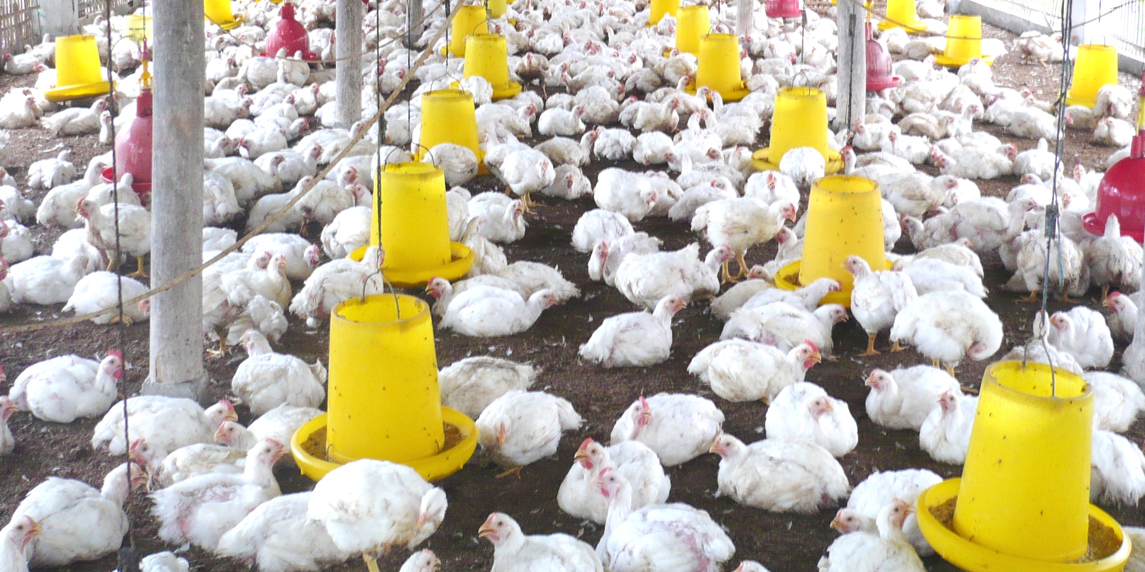 Hadapi Ancaman Ayam Impor Brazil, Pakar IPB Minta Pemerintah Permudah Impor Bahan Baku Pakan