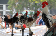 Menengok Kontes Ayam Ketawa Nasional di FKH IPB University
