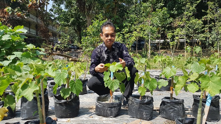 Apakah Pohon Emas Ada di Indonesia? Ini Penjelasan Pakar IPB University