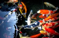 Manfaat Rekayasa Genetika Bagi Peningkatan Daya Saing Komoditas Ikan Indonesia
