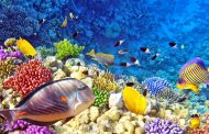 Artificial Reef, Terumbu Karang Bernilai Karya Seni