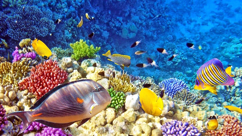 Artificial Reef, Terumbu Karang Bernilai Karya Seni